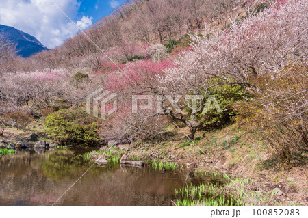 （神奈川県）湯河原梅林・梅の宴　水辺に咲く紅白の梅 100852083