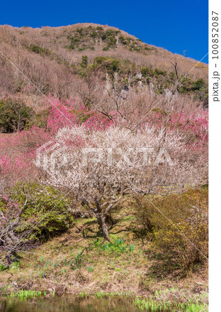 （神奈川県）湯河原梅林・梅の宴　水辺に咲く紅白の梅 100852087