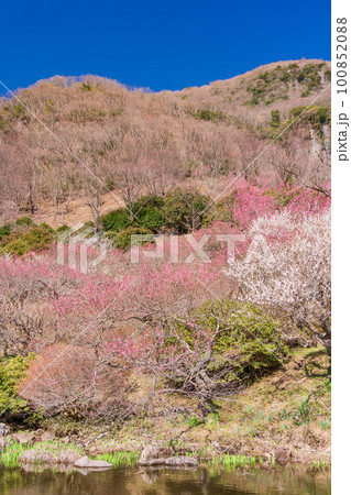 （神奈川県）湯河原梅林・梅の宴　水辺に咲く紅白の梅 100852088