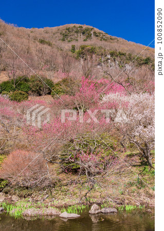 (神奈川県)湯河原梅林・梅の宴 水辺に咲く紅白の梅 (神奈川県)湯河原梅林・梅の宴 水辺に咲く紅白の梅 100852090