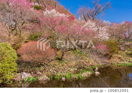 (神奈川県)湯河原梅林・梅の宴 水辺に咲く紅白の梅 (神奈川県)湯河原梅林・梅の宴 水辺に咲く紅白の梅 100852091
