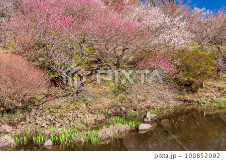 （神奈川県）湯河原梅林・梅の宴　水辺に咲く紅白の梅 100852092