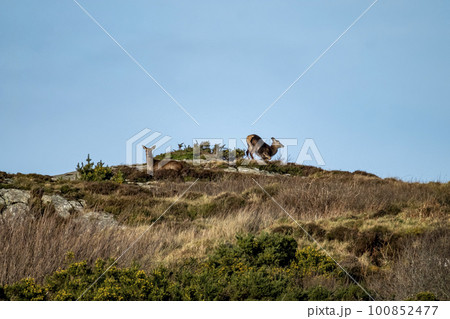 Red Deer on Castlegoland by Portnoo, County Donegal, Ireland 100852477