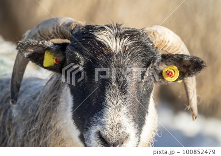 Cluse up of Blackface Sheep in the snow in Ireland Cluse up of Blackface Sheep in the snow in Ireland 100852479