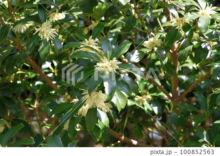 クロキの花 100852563