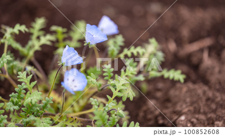 春の花壇に咲くオオイヌノフグリの青い花 100852608