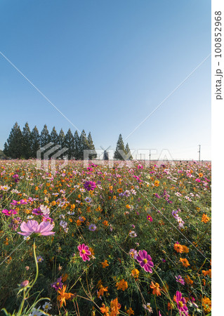 あけぼの山農業公園のコスモス畑 あけぼの山農業公園のコスモス畑 100852968