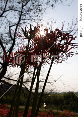 埼玉県吉見町の彼岸花の風景 埼玉県吉見町の彼岸花の風景 100853044