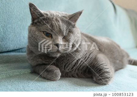 One eyed disabled British cat and rest on sofa. Handicapped pets with disabilities concept. One eyed disabled British cat and rest on sofa. Handicapped pets with disabilities concept. 100853123
