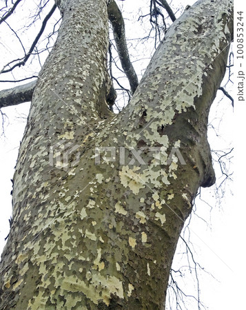 Platanus, early springtime outdoors, Zagreb, Croatia 100853244