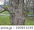 Davidia involucrata, early springtime outdoors, Zagreb 100853245