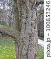 Davidia involucrata, early springtime outdoors, Zagreb 100853246