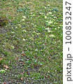 Snowdrops, early springtime outdoors, Zagreb, Croatia 100853247