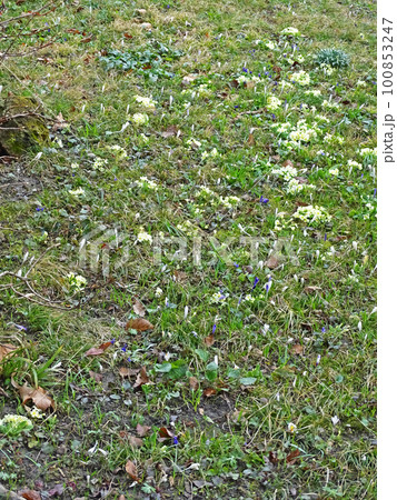 Snowdrops, early springtime outdoors, Zagreb, Croatia Snowdrops, early springtime outdoors, Zagreb, Croatia 100853247