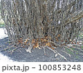 Parrotia persica, early springtime outdoors, Zagreb, Croatia 100853248