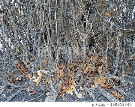 Parrotia persica, early springtime outdoors, Zagreb, Croatia 100853249
