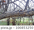 Parrotia persica, early springtime outdoors, Zagreb, Croatia 100853250