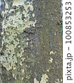 Platanus, early springtime outdoors, Zagreb, Croatia 100853253