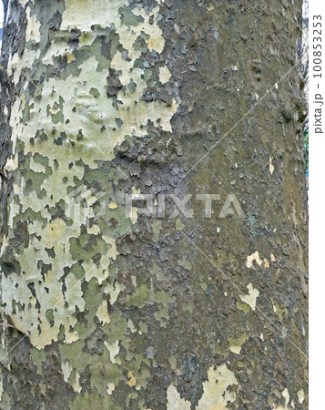 Platanus, early springtime outdoors, Zagreb, Croatia 100853253