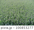緑色の若い稲穂 横浜市の田んぼにて 100853277