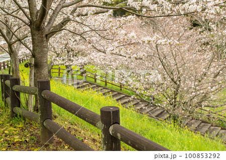 菊池公園に咲く桜の花が美しい 菊池公園に咲く桜の花が美しい 100853292