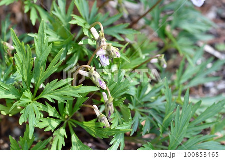 ヒゴスミレの花 ヒゴスミレの花 100853465
