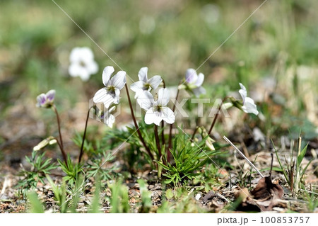 ヒゴスミレの花 100853757