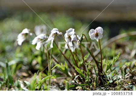 ヒゴスミレの花 100853758