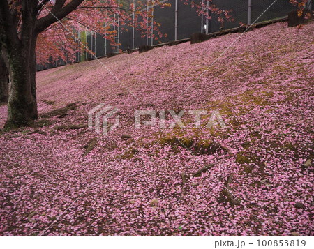 桜坂(さくらざか) 地面に散った桜がまるで桜の絨毯 徳島城跡 近くで撮影 徳島観光 国内旅行 桜坂(さくらざか) 地面に散った桜がまるで桜の絨毯 徳島城跡 近くで撮影 徳島観光 国内旅行 100853819