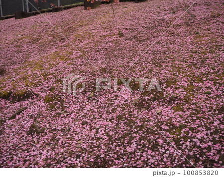 桜坂(さくらざか)　地面に散った桜がまるで桜の絨毯　徳島城跡 近くで撮影　徳島観光　国内旅行 100853820