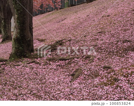 桜坂(さくらざか) 地面に散った桜がまるで桜の絨毯 徳島城跡 近くで撮影 徳島観光 国内旅行 桜坂(さくらざか) 地面に散った桜がまるで桜の絨毯 徳島城跡 近くで撮影 徳島観光 国内旅行 100853824
