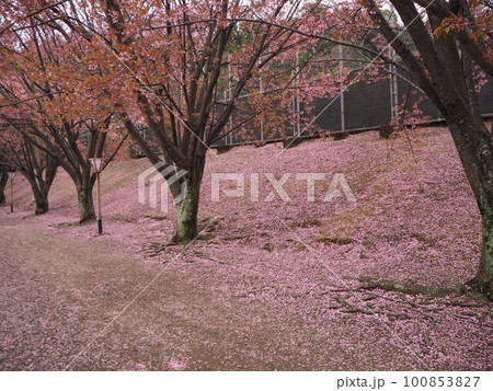 桜坂(さくらざか)　地面に散った桜がまるで桜の絨毯　徳島城跡 近くで撮影　徳島観光　国内旅行 100853827