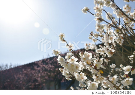 sakura pink blossom blooming from branch in the park on Japan sakura pink blossom blooming from branch in the park on Japan 100854286