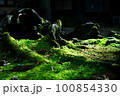苔の生えた根 100854330