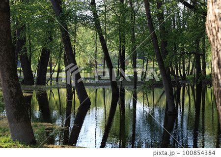 The consequences of flooding in the park, summer nature The consequences of flooding in the park, summer nature 100854384