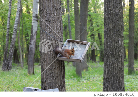 Squirrel eats nuts in the summer forest 100854616