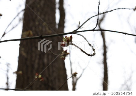 Spring forest atmosphere, first leaves 100854754