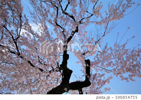 美しい桃色の花を咲かせるシダレザクラ 100854755