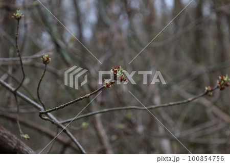 Spring forest atmosphere, first leaves 100854756