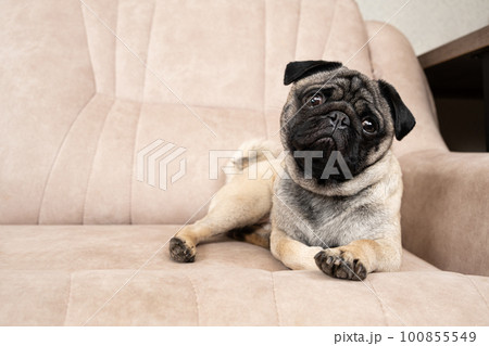 A funny one-year-old pug lies on a light beige sofa, a place for text. Purebred small dogs, pet shop. A funny one-year-old pug lies on a light beige sofa, a place for text. Purebred small dogs, pet shop. 100855549