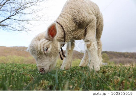 草を食べる羊の赤ちゃん 100855619