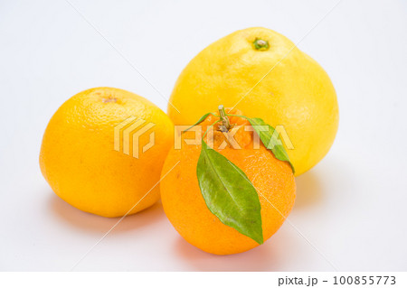 いろいろな柑橘 100855773