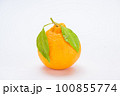葉のついた柑橘 100855774