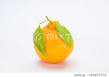 葉のついた柑橘 100855774