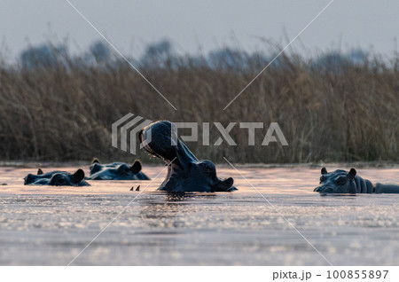 Submerged hippotamus in the Okavango Delta 100855897