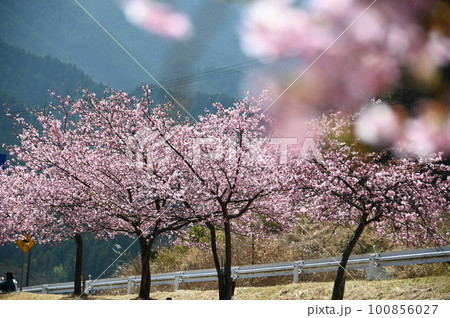 青空と満開の河津桜並木 100856027