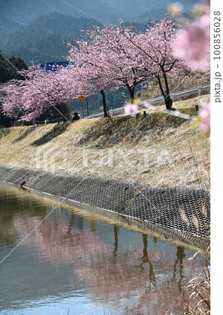 池に映る河津桜の並木 100856028