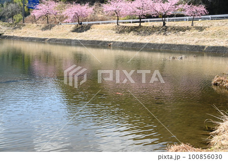 池に映る桜並木 100856030