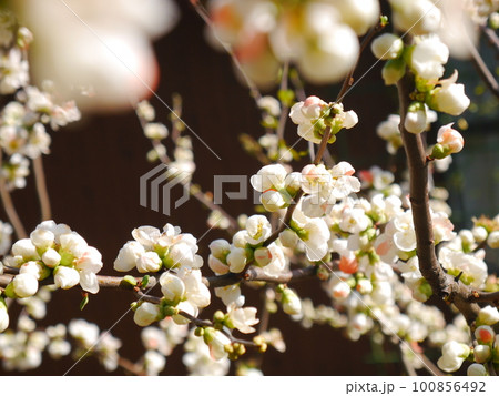 満開のボケの花 100856492