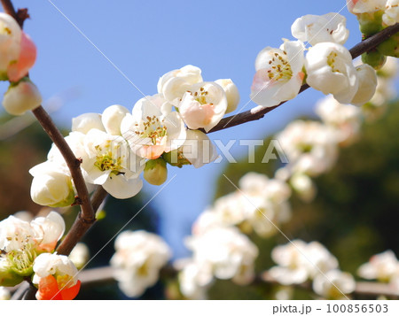 満開のボケの花 満開のボケの花 100856503